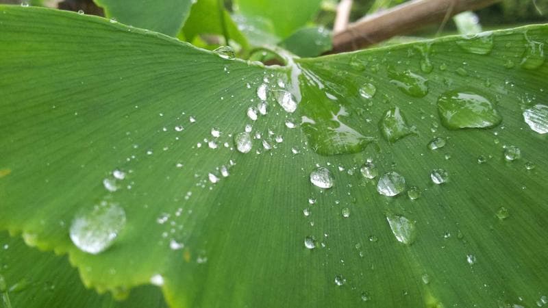 Bosque Esmeralda vs Valle Escondido: ¿Cuál elegir?